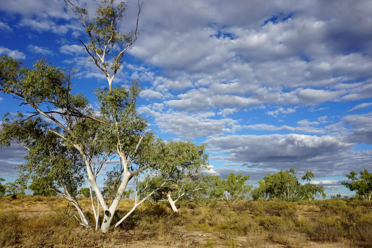 A tree in a savanna environment on Cape York Peninsula.