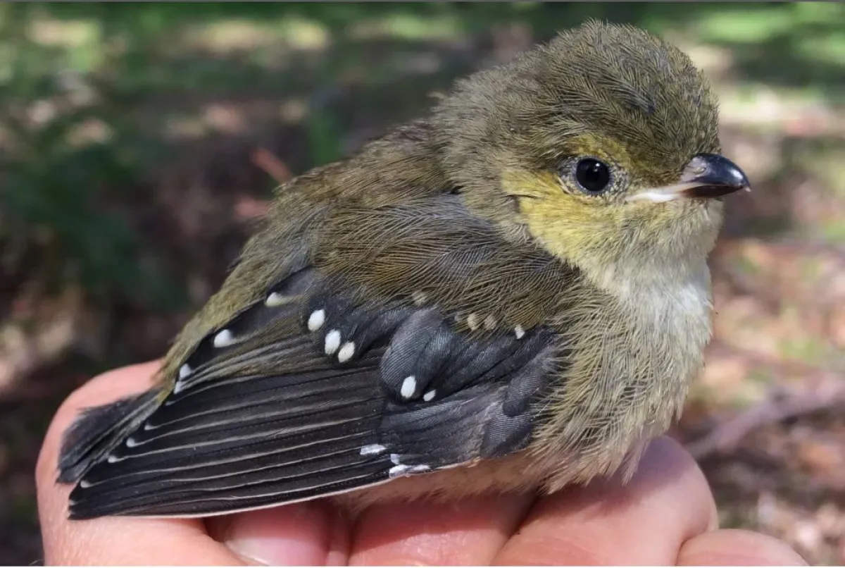 A picture of a 40-spotted pardalote bird