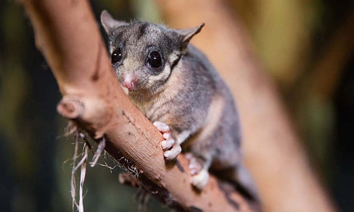 Leadbeater's possum