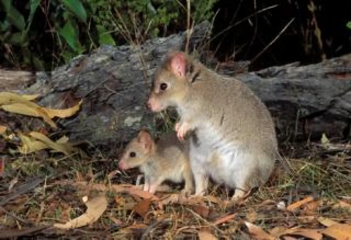Eastern Bettong