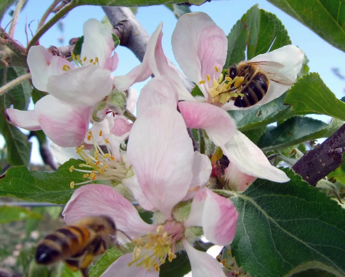 Bees on Apple Blossum