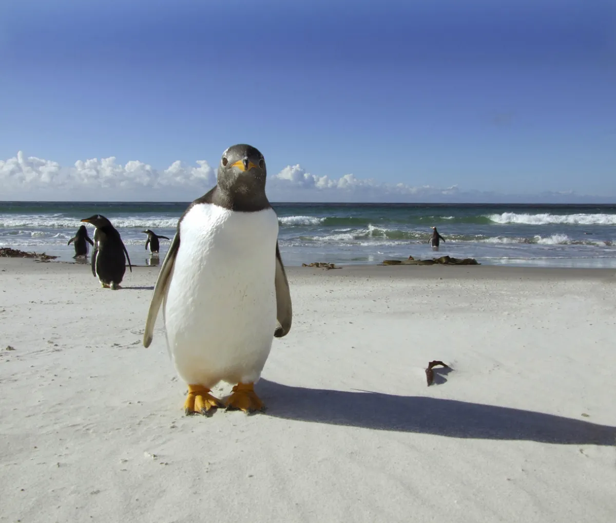 Penguin
