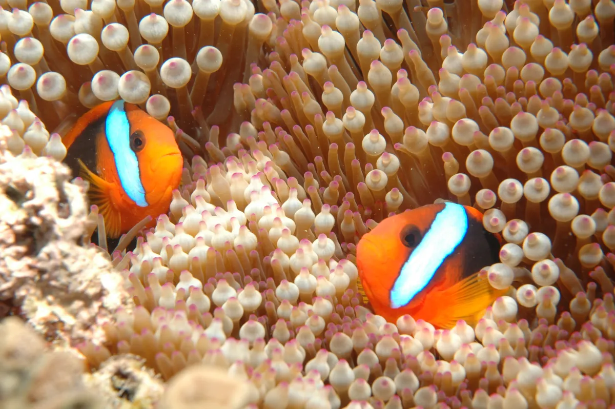 Two clown fish poke their heads out from a sea anemone.