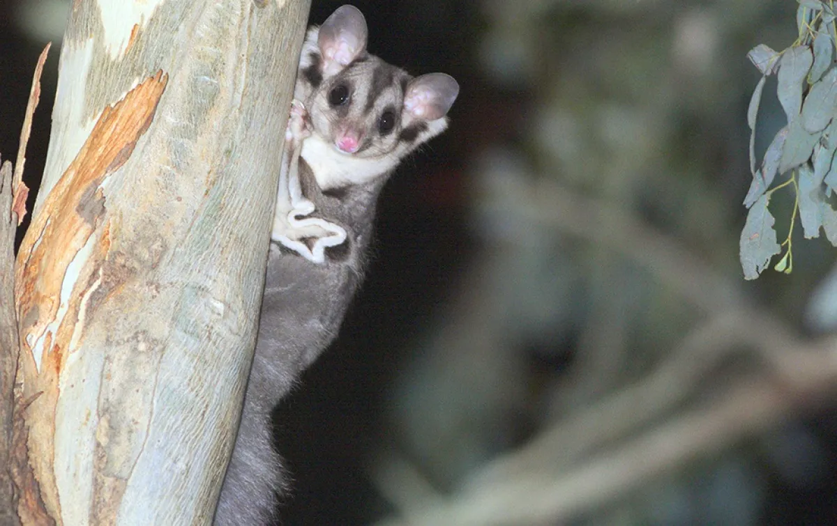 Squirrel Glider (Petaurus norfolcensis Petauridae)