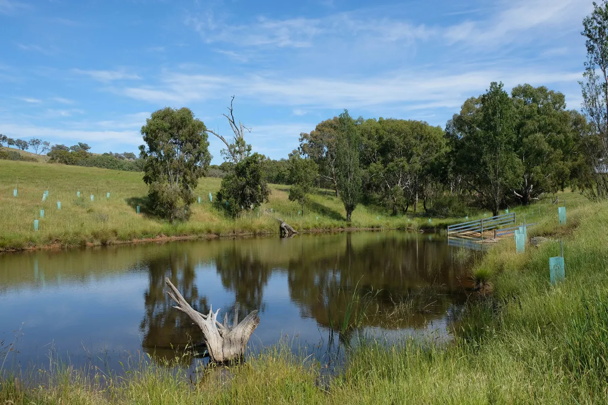 A daylight image of a dam surrounded by reeds and grass with new trees planted around the perimeter.