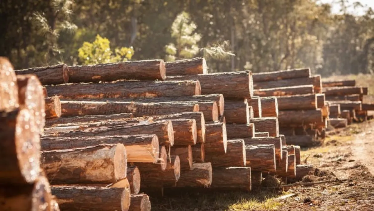 Logged timber