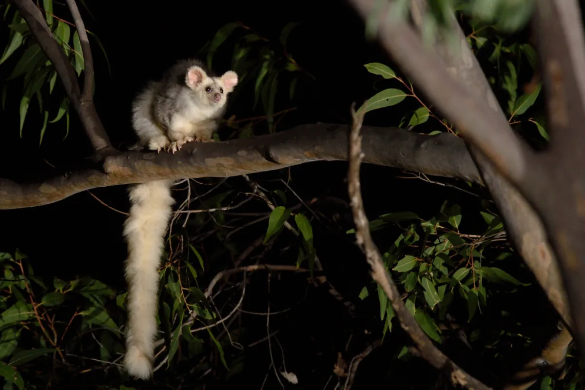 A greater glider perched in a tree at night.