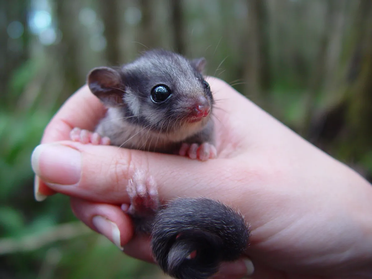Leadbeater’s possum
