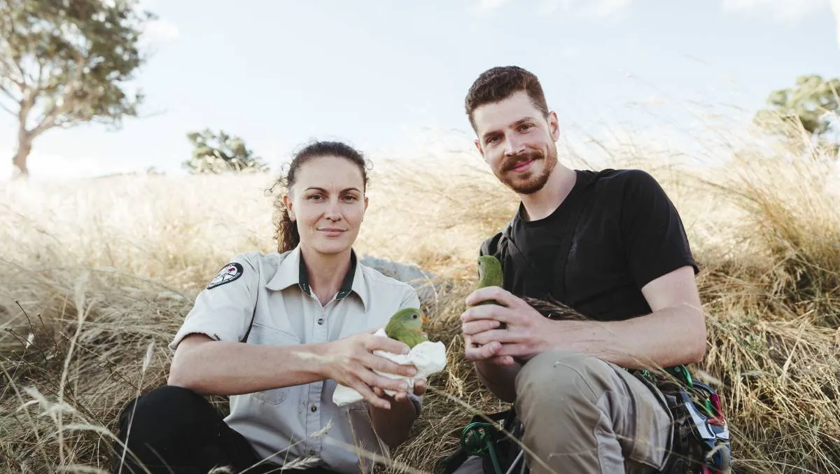 Two researchers hold superb parrots in their hands, sitting in a grass woodland environment.