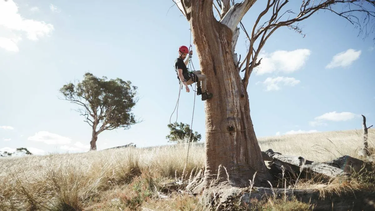 A researcher abseils a tree.