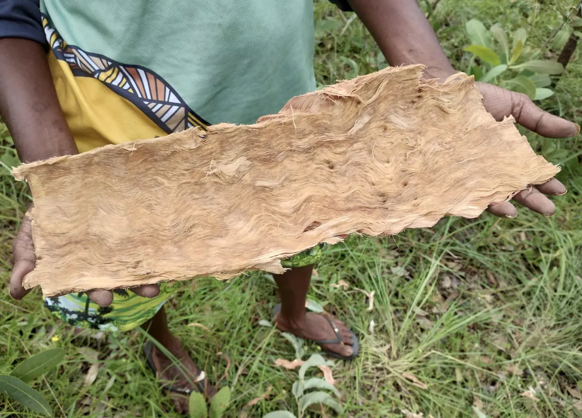 A person holding a piece of bark