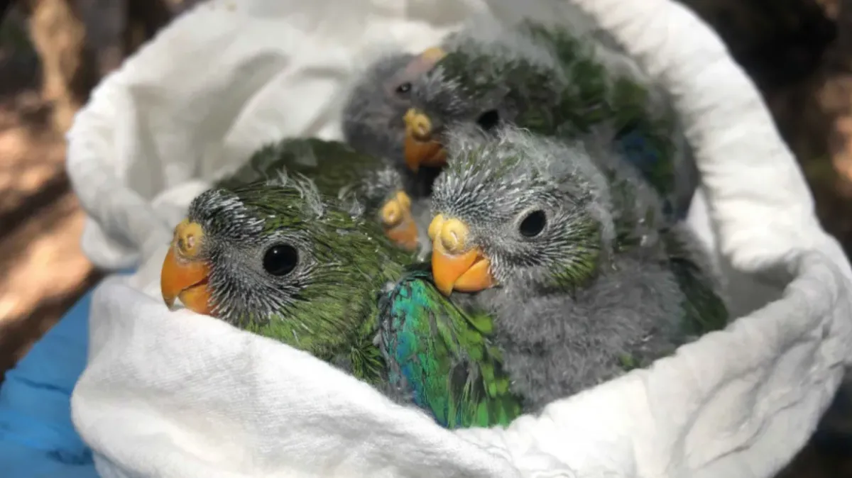 Three oranged-bellied parrot chicks huddle together in a researcher's bag.