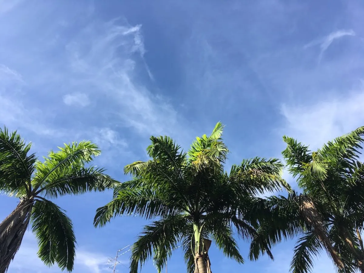 A picture of a blue sky with thin lines of cloud, and from the bottom of the screen, in the foreground, stand the green tops of three palm trees, in Singapore.