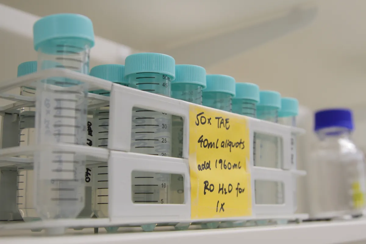 A close-up of a row of test tubes for DNA extractions, with pale blue twist-top lids.