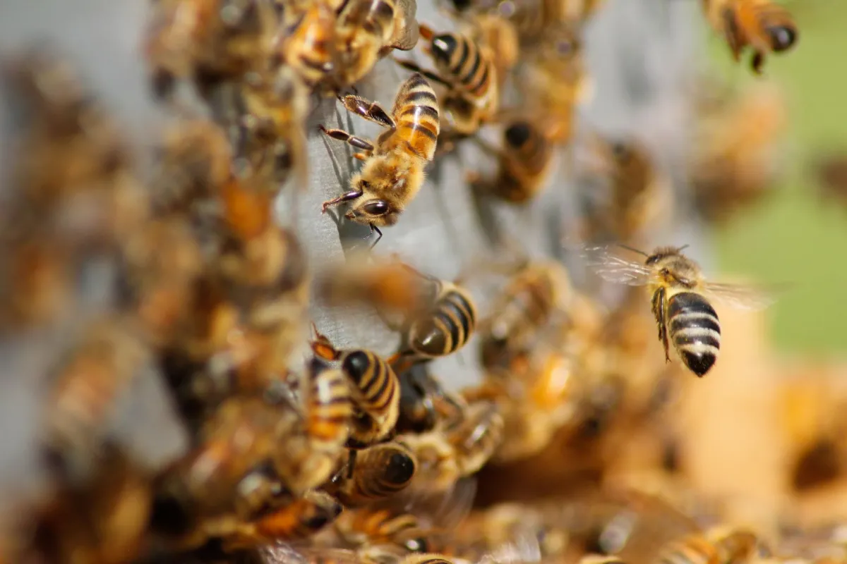 A mass of bees