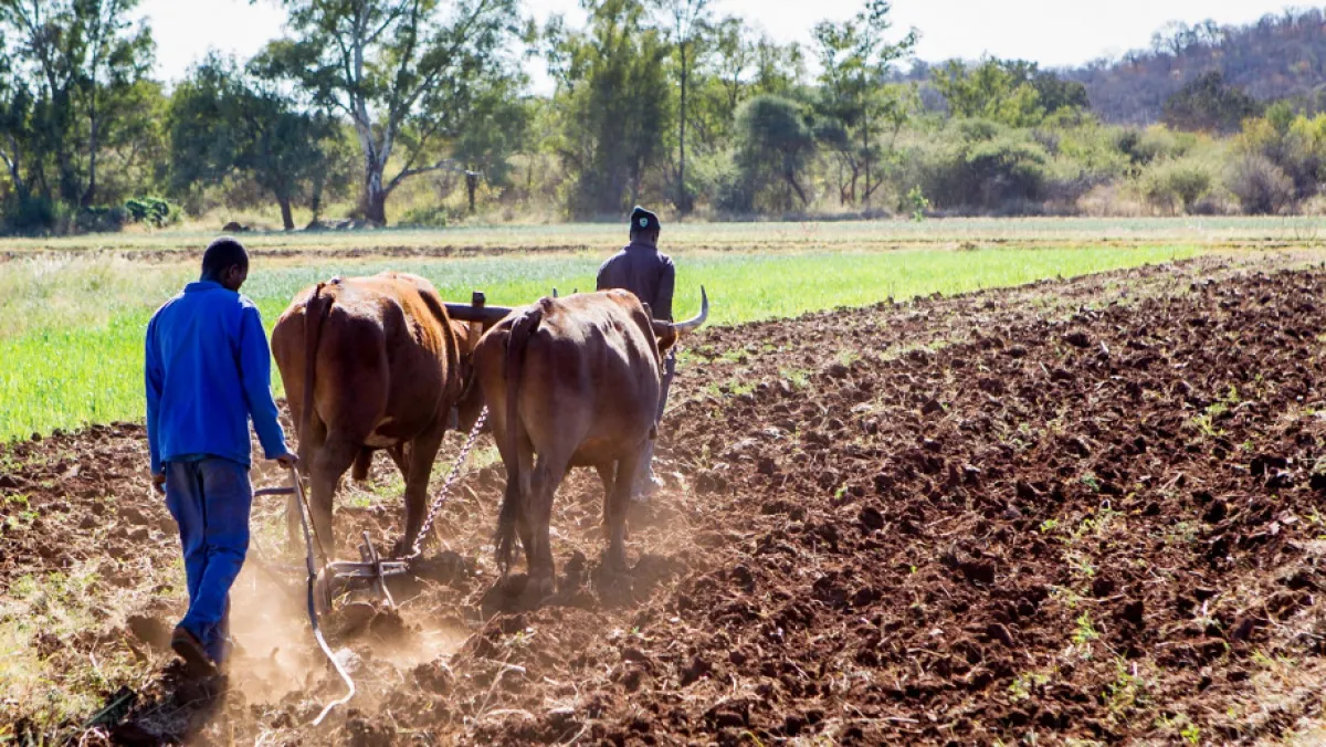 Two farmers plow a field with a cow
