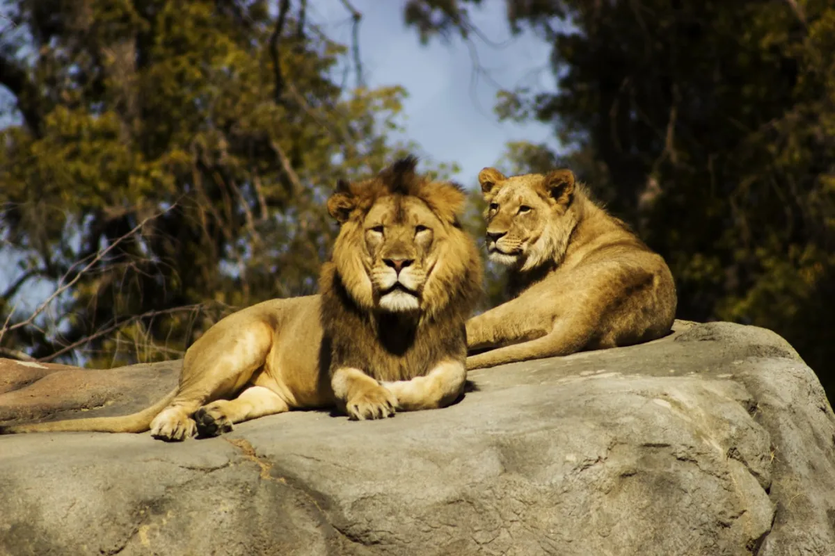 lion and lioness
