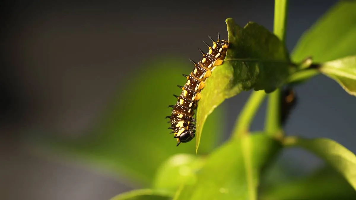 Dainty Swallowtail caterpillar on a citrus leaf.