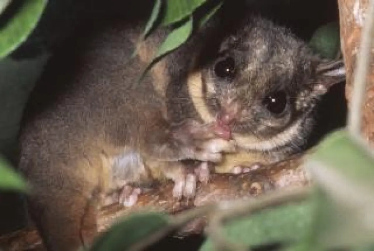 Leadbeater’s possum