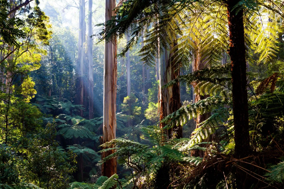 Tropical forest
