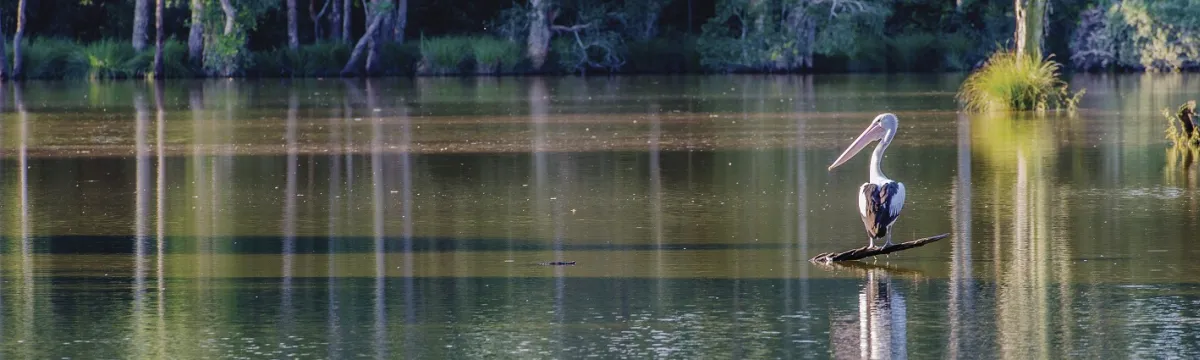 A pelican stands calmly on a partially submerged log in a still, reflective wetland. The surrounding water is a muted green and brown, mirroring the tall trees and vegetation lining the edge of the waterway. The scene is tranquil, with soft light filtering through the trees and no visible disturbance on the water’s surface.
