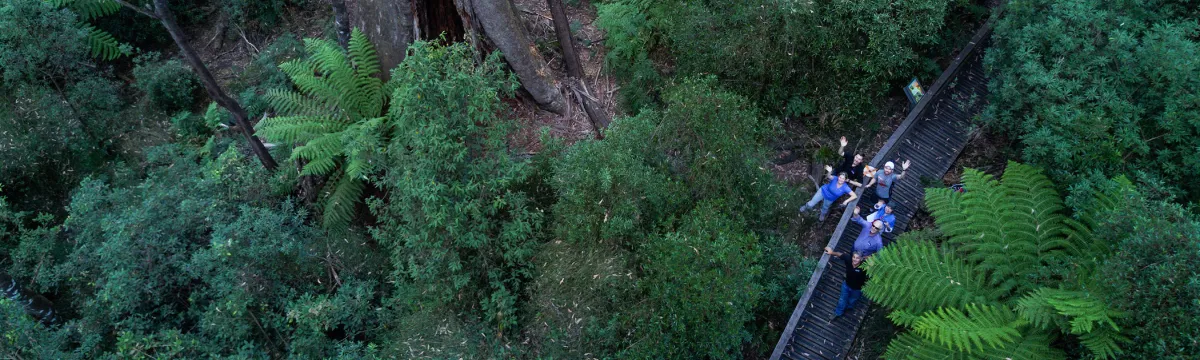 A group of researchers look up from the forest floor in Victoria.