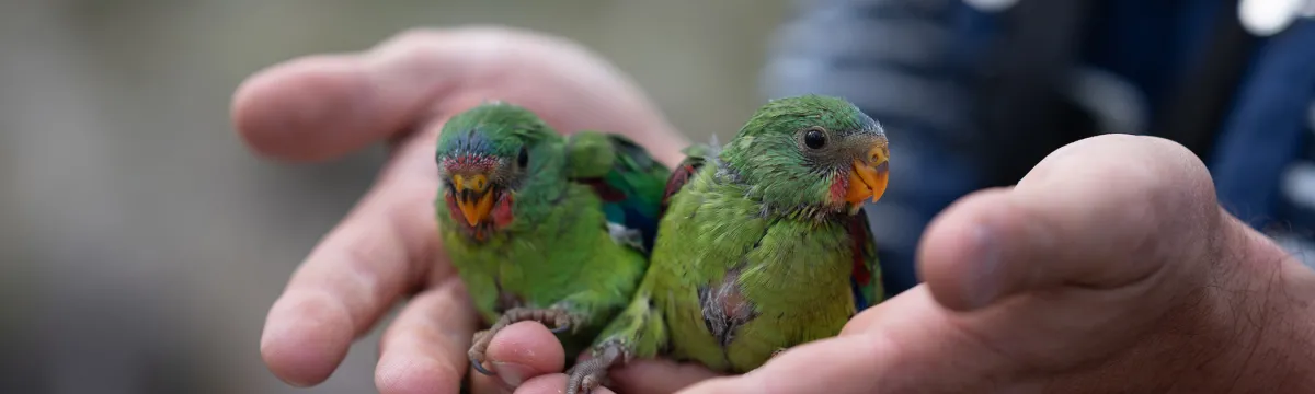 Two swift parrot chicks sit in the hands of an ecologist.