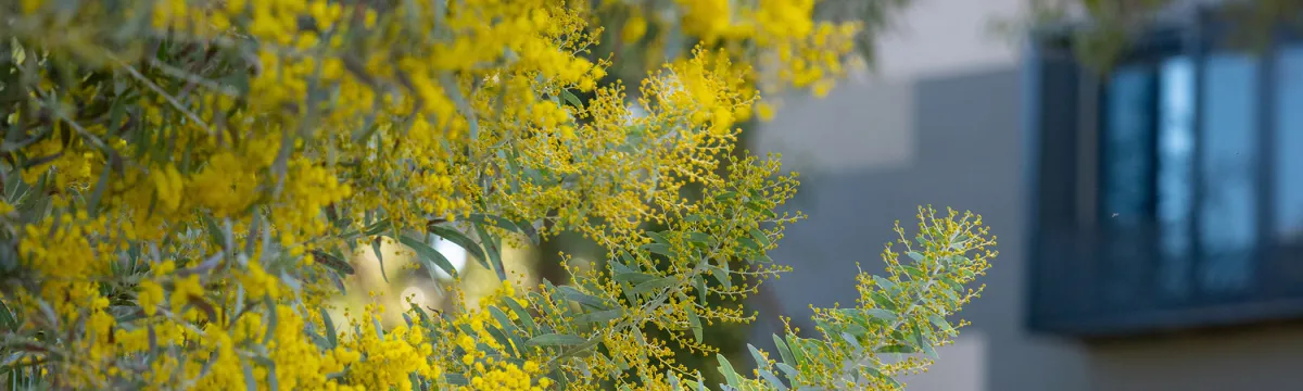 Wattle in the foreground of the Fenner building.