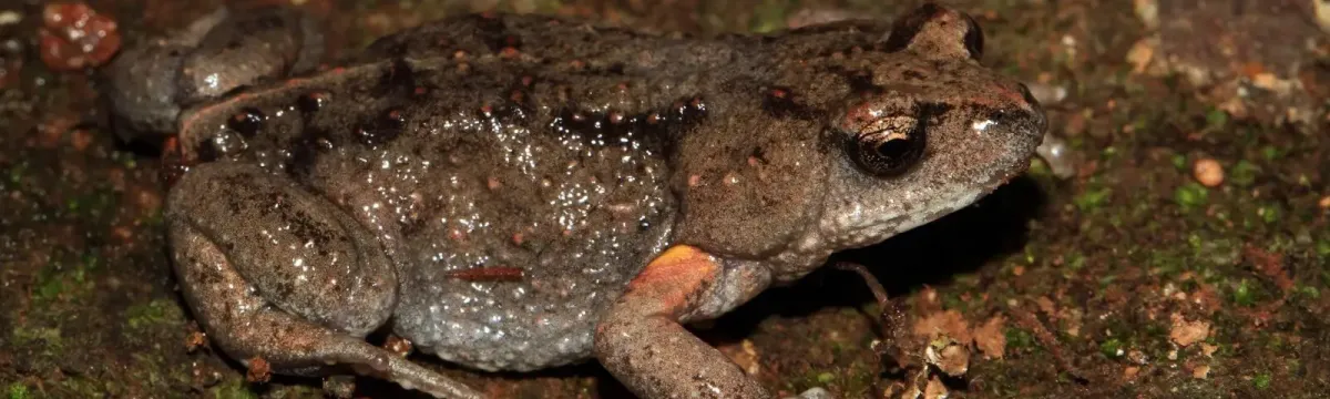 A Bibron’s toadlet, a small, squat frog with rough, mottled brown and grey skin, is pictured on a damp, mossy surface. Its skin glistens slightly under the light, and a distinctive orange patch is visible on its forearm. The background shows earthy textures with patches of green moss and reddish soil
