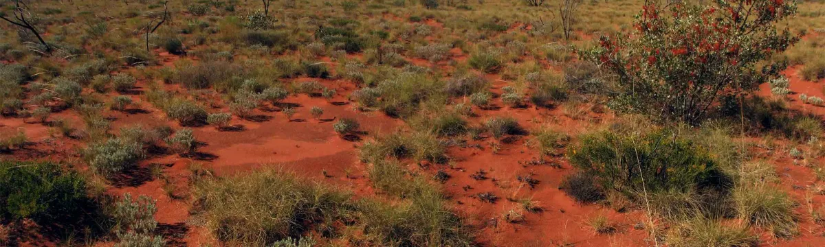 A patchwork of spinnifex grass in a red desert environment.