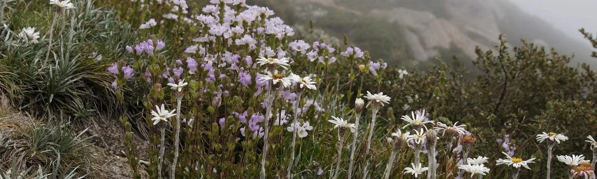 Alpine flowers on a sloping hill in fog.