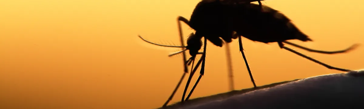 A close up of a silhuotted mosquito sitting on someone's skin. The light is golden in the background.