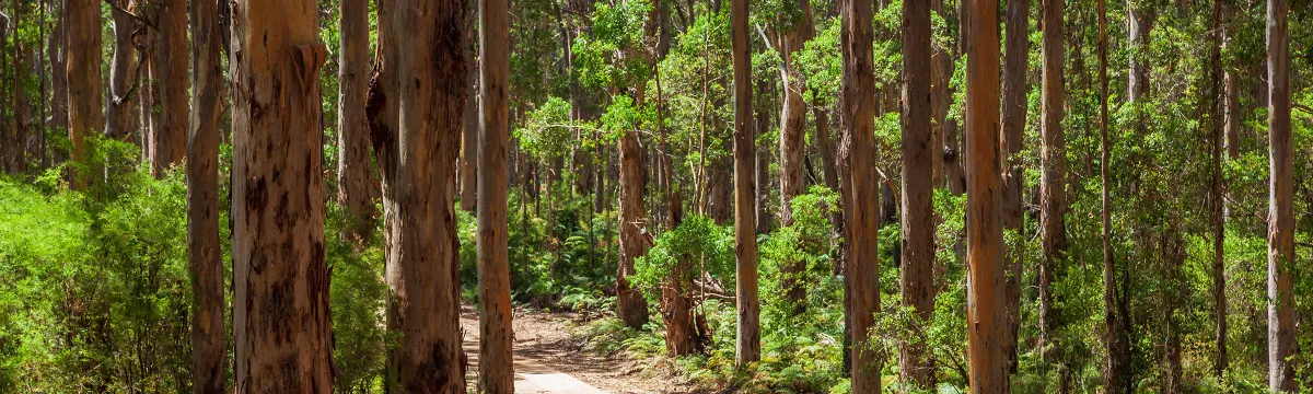 A forest with a trail down the middle.