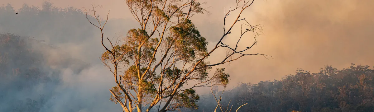 A gumtree stands in front of a forest fire in Tasmanian bushland.