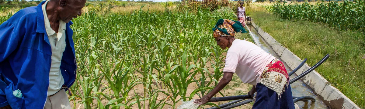 Two farmers setup irrigation hoses in a crop of plants in Africa.