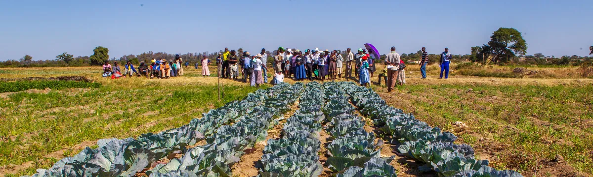 Rows of cabbage on a farm with people in the background on the horizon.