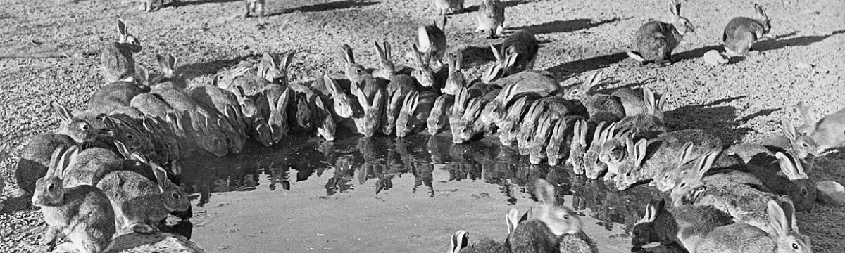 Rabbits around a Water hole