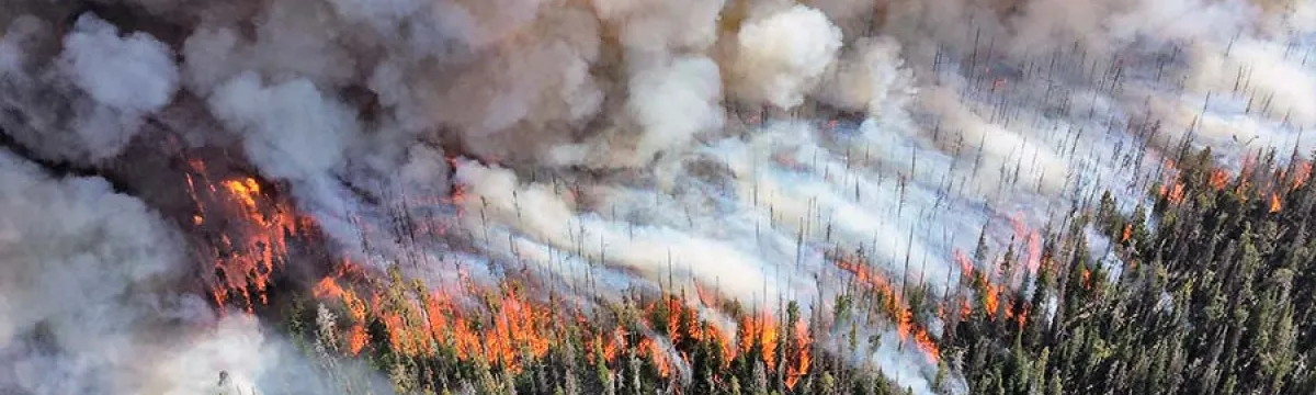 fire burns through a forest
