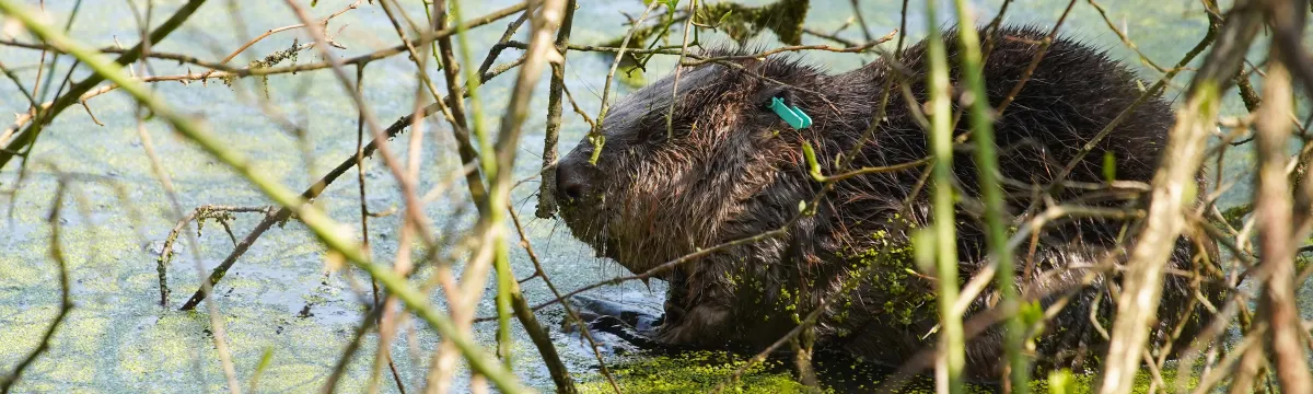 A eurasian beaver sits in a body of water among pond weeds and brambles.