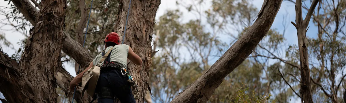 A Fenner researcher climbs a tree in Tasmania.