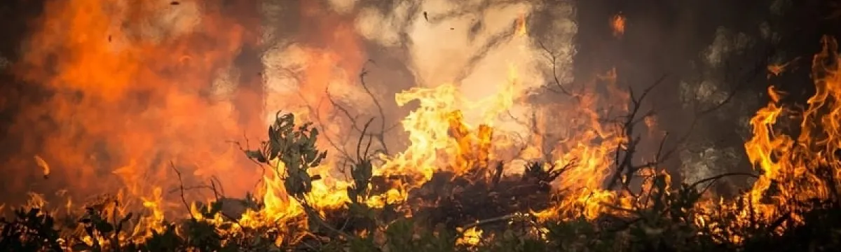 A fire burns through bush