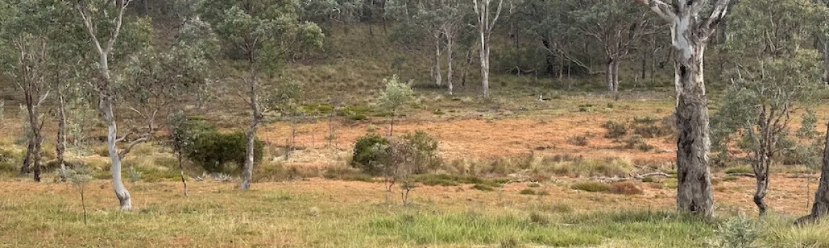An open grassy woodland landscape with a mix of dry and green groundcover, scattered native eucalypt trees, and a gently sloping hill in the background. The area is lightly wooded, with a patchwork of rusty-orange vegetation in the mid-ground, possibly due to seasonal change or soil conditions. The trees have pale trunks and sparse canopies, typical of an Australian bushland setting. The sky above is overcast, casting a diffuse light across the scene.