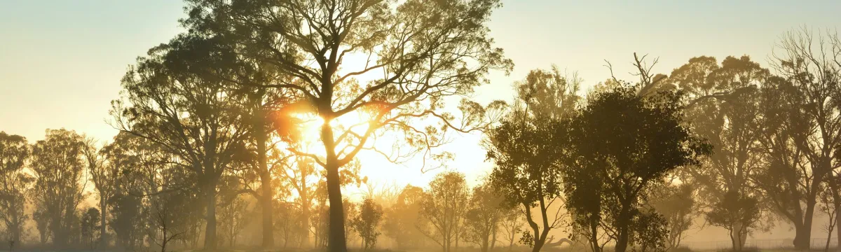 A box-gum tree with shrubs and small trees in a woodland environment with the sun rising behind them and grass covered in frost.