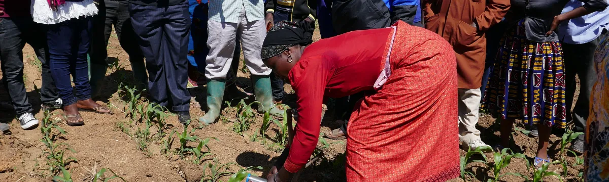 Researchers and village members monitor crop growth.