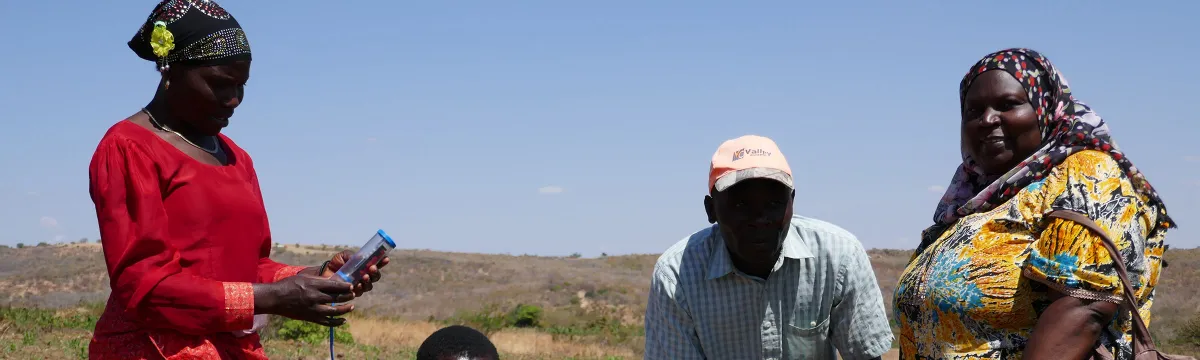 Four people measure the health of crop plants in Africa.