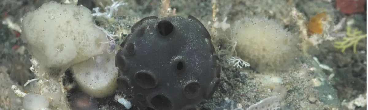 An image of a sea sponge. The sea sponge is dark in colour, rounded in shape.