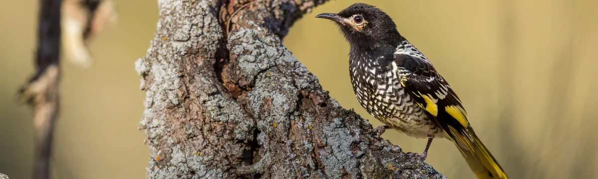 A regent honeyeater stands on a branch and faces the camera.