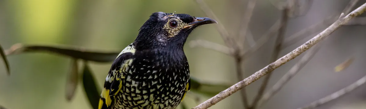 A regent honeyeater on a branch in the bush.