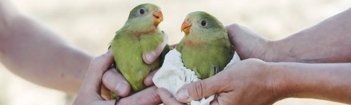 Two superb parrots held by the hands of researchers.