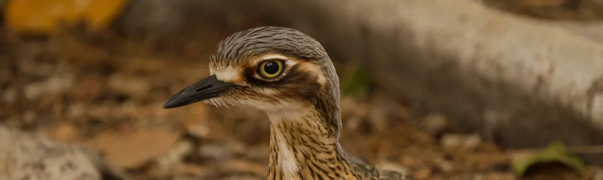 A bush stone-curlew sits on the ground and stares sideways at the camera.